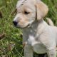 Beautiful Golden Retriever X Puppies