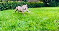 Friendly American bully pocket size
