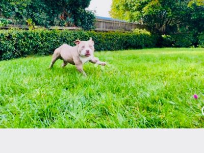 Friendly American bully pocket size