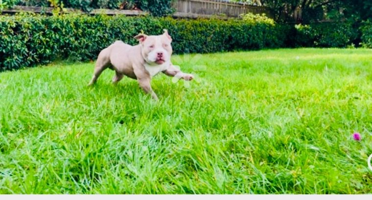 Friendly American bully pocket size