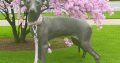 Italian Greyhounds for Sale in Blanchardstown