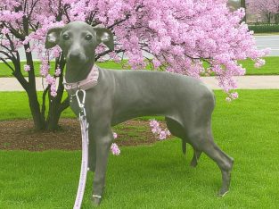 Italian Greyhounds for Sale in Blanchardstown