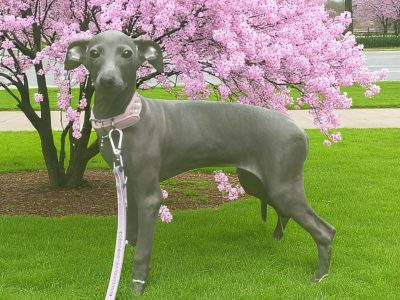 Italian Greyhounds for Sale in Blanchardstown