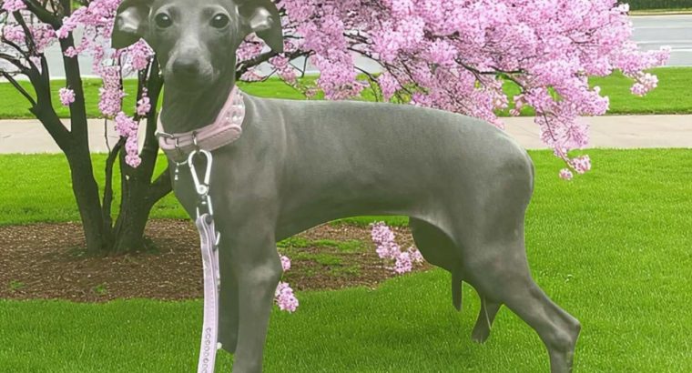 Italian Greyhounds for Sale in Blanchardstown