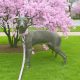 Italian Greyhounds for Sale in Blanchardstown