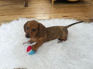 Miniature Dachshund Puppies (Tan and Silver Dapple