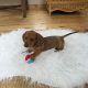 Miniature Dachshund Puppies in Wexford