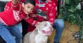 Friendly American bully pocket size