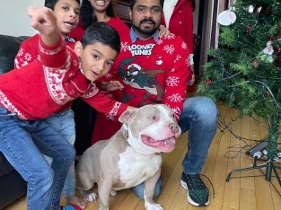 Friendly American bully pocket size