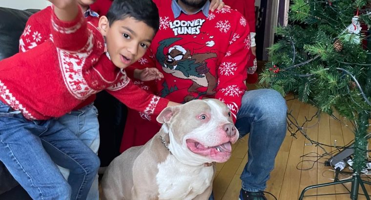 Friendly American bully pocket size