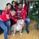 Friendly American bully pocket size