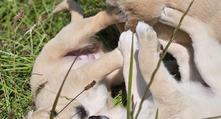 Beautiful Golden Retriever X Puppies