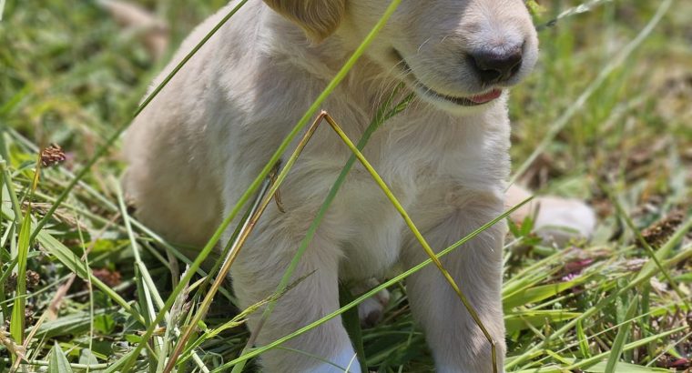 Beautiful Golden Retriever X Puppies