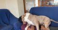 Friendly American bully pocket size