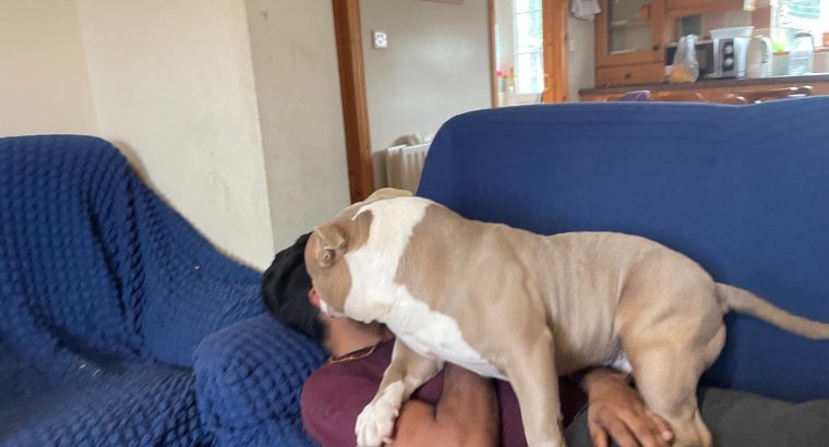 Friendly American bully pocket size