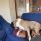 Friendly American bully pocket size