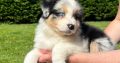 Australian Shepherd