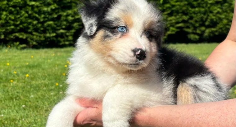 Australian Shepherd