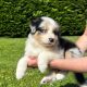 Australian Shepherd