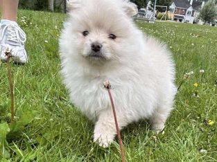 Pomeranian’s