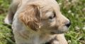 Beautiful Golden Retriever X Puppies