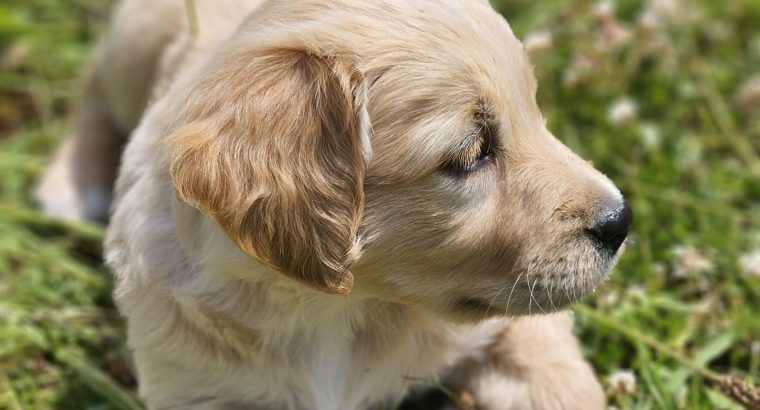 Beautiful Golden Retriever X Puppies