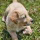 Beautiful Golden Retriever X Puppies