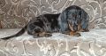 Male dachshund