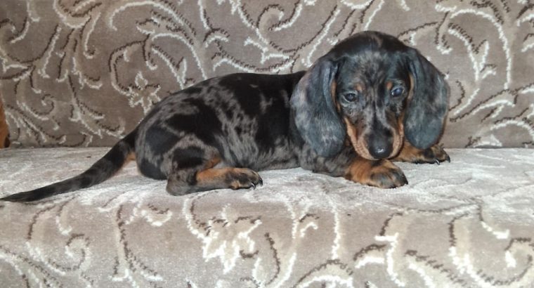 Male dachshund