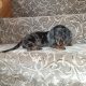 Male dachshund