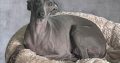 Italian Greyhounds for Sale in Blanchardstown