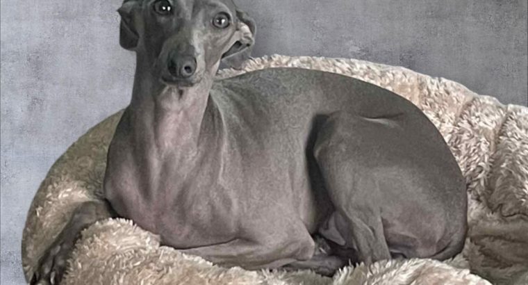 Italian Greyhounds for Sale in Blanchardstown