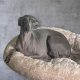 Italian Greyhounds for Sale in Blanchardstown