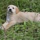 Beautiful Golden Retriever X Puppies
