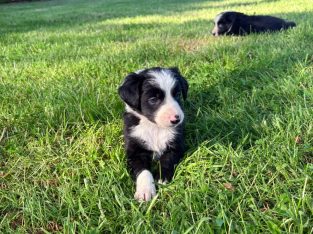 Border Collie Pups for Sale