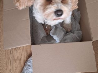 New home for our little buddy