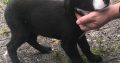 Black Collie Puppies for Sale in Monaghan
