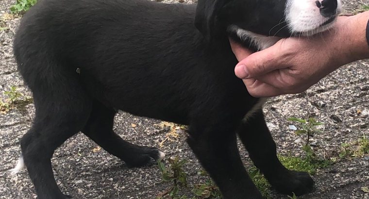 Black Collie Puppies for Sale in Monaghan