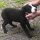 Black Collie Puppies for Sale in Monaghan