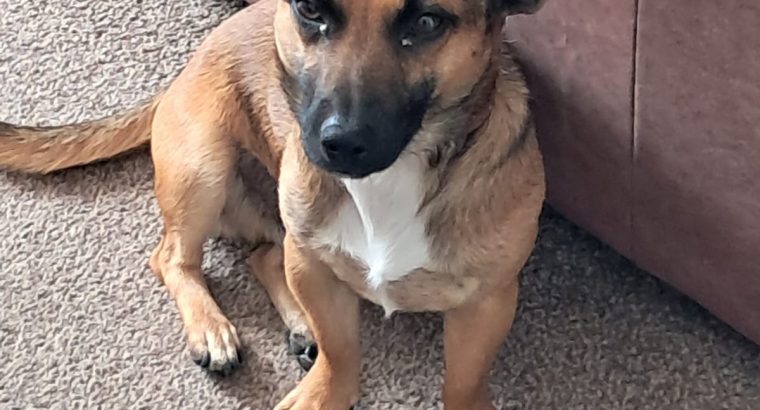 Jack Russell free to good home.