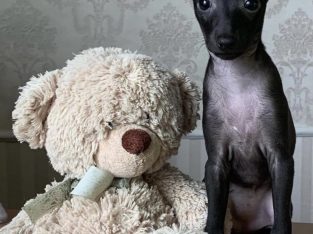 Italian Greyhounds for Sale in Blanchardstown