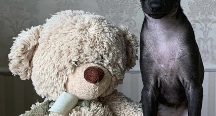 Italian Greyhounds for Sale in Blanchardstown