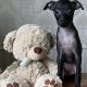 Italian Greyhounds for Sale in Blanchardstown