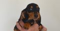 Miniature Dachshund Puppies for Sale in Mayo