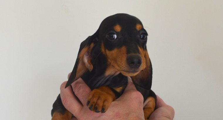 Miniature Dachshund Puppies for Sale in Mayo