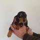 Miniature Dachshund Puppies for Sale in Mayo
