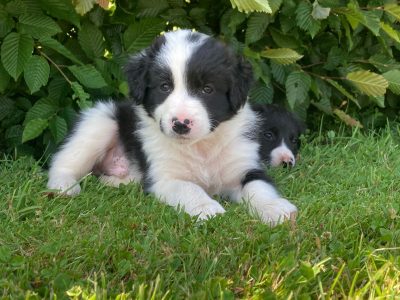 Border Collie Pups for Sale