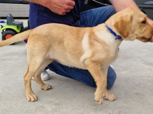 Fox red labrador