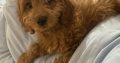 Cavapoo puppy for sale