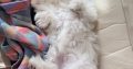 FLUFFY WHITE MALTESE FOR SALE
